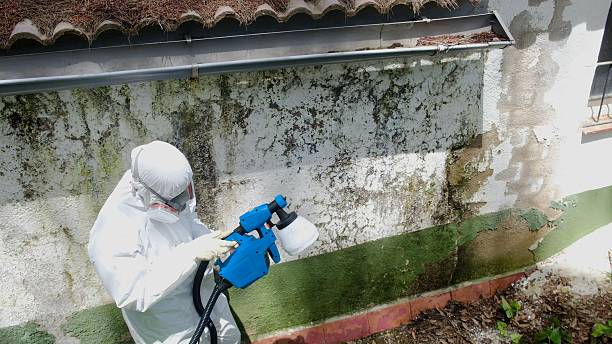 Trusted Crawl Space Mold Removal service in Plainfield, IL - Cheap Mold Removal